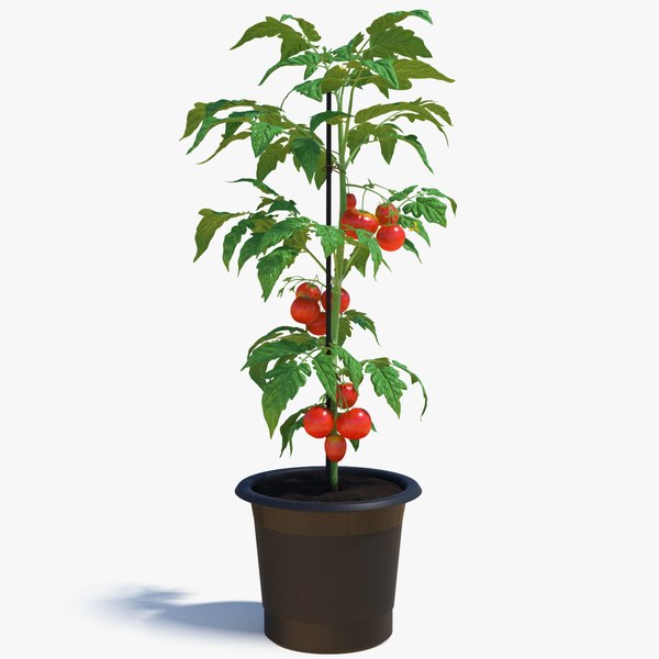 redorganictomatoplantvray3dmodel000.jpg