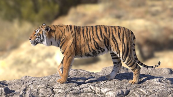 Tiger RIGGED model - TurboSquid 1726894