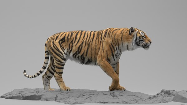 Tiger RIGGED model - TurboSquid 1726894