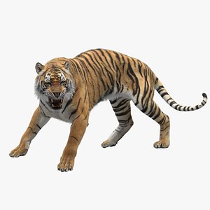 Tiger RIGGED model