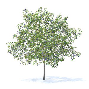 plum tree 5 2m 3D model