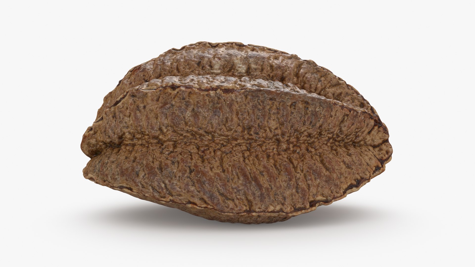Brazil Nut in Shell 01 model https://p.turbosquid.com/ts-thumb/64/MnBO7q/8b/brazilnutshell01_b0018/jpg/1726656946/1920x1080/fit_q87/8e9a198e3f431e5e268cb208a9b0cac95a519bf3/brazilnutshell01_b0018.jpg
