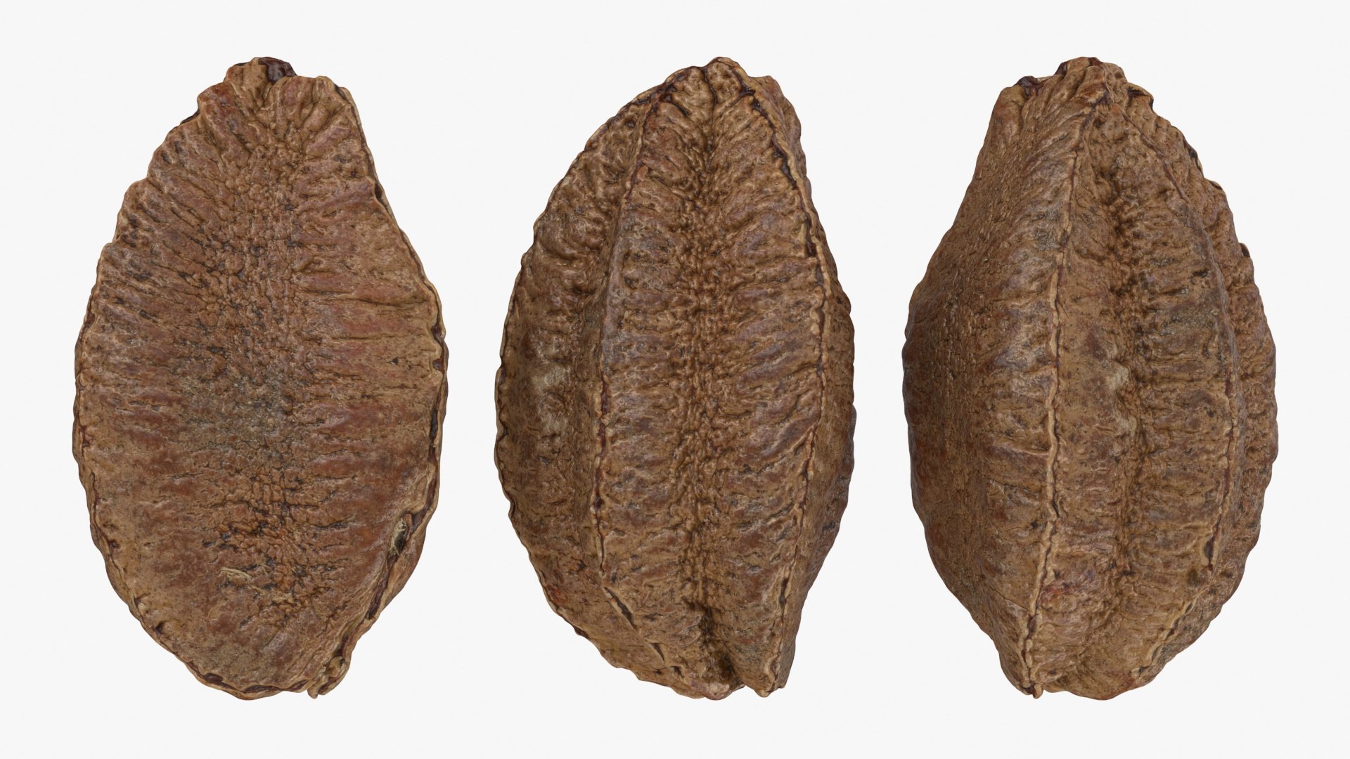 Brazil Nut in Shell 01 model https://p.turbosquid.com/ts-thumb/64/MnBO7q/9a/brazilnutshell01_a0002/jpg/1726656937/1920x1080/fit_q87/694ad2f049962970c96e5818ed4ac67c5e409e39/brazilnutshell01_a0002.jpg