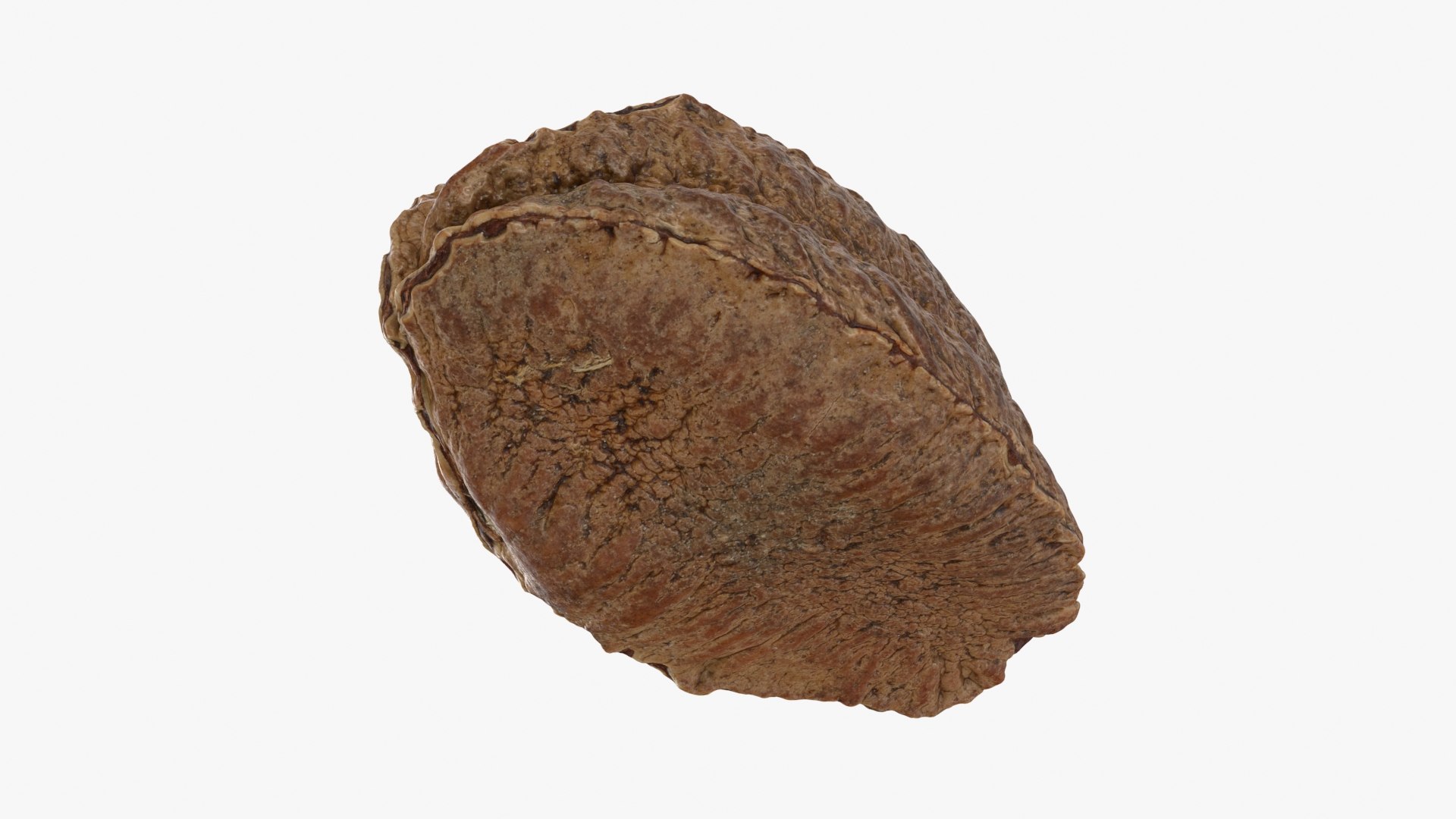 Brazil Nut in Shell 01 model https://p.turbosquid.com/ts-thumb/64/MnBO7q/PL/brazilnutshell01_b0020/jpg/1726656947/1920x1080/fit_q87/69964b86a4fc6275bd71ae230d73ec7070787a45/brazilnutshell01_b0020.jpg
