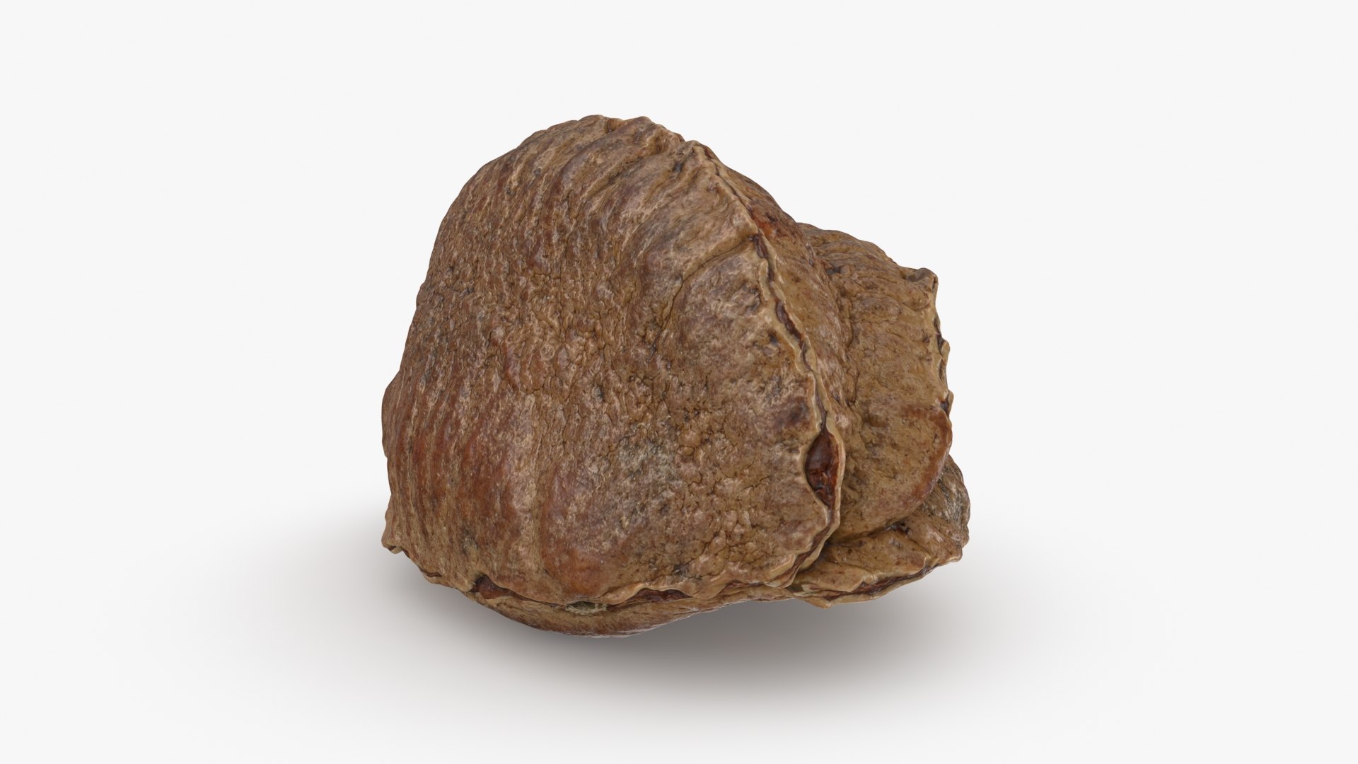 Brazil Nut in Shell 01 model https://p.turbosquid.com/ts-thumb/64/MnBO7q/V3/brazilnutshell01_b0004/jpg/1726656940/1920x1080/fit_q87/7dff4cd800d1a719d9299b89b48f8c93bf1cbb20/brazilnutshell01_b0004.jpg