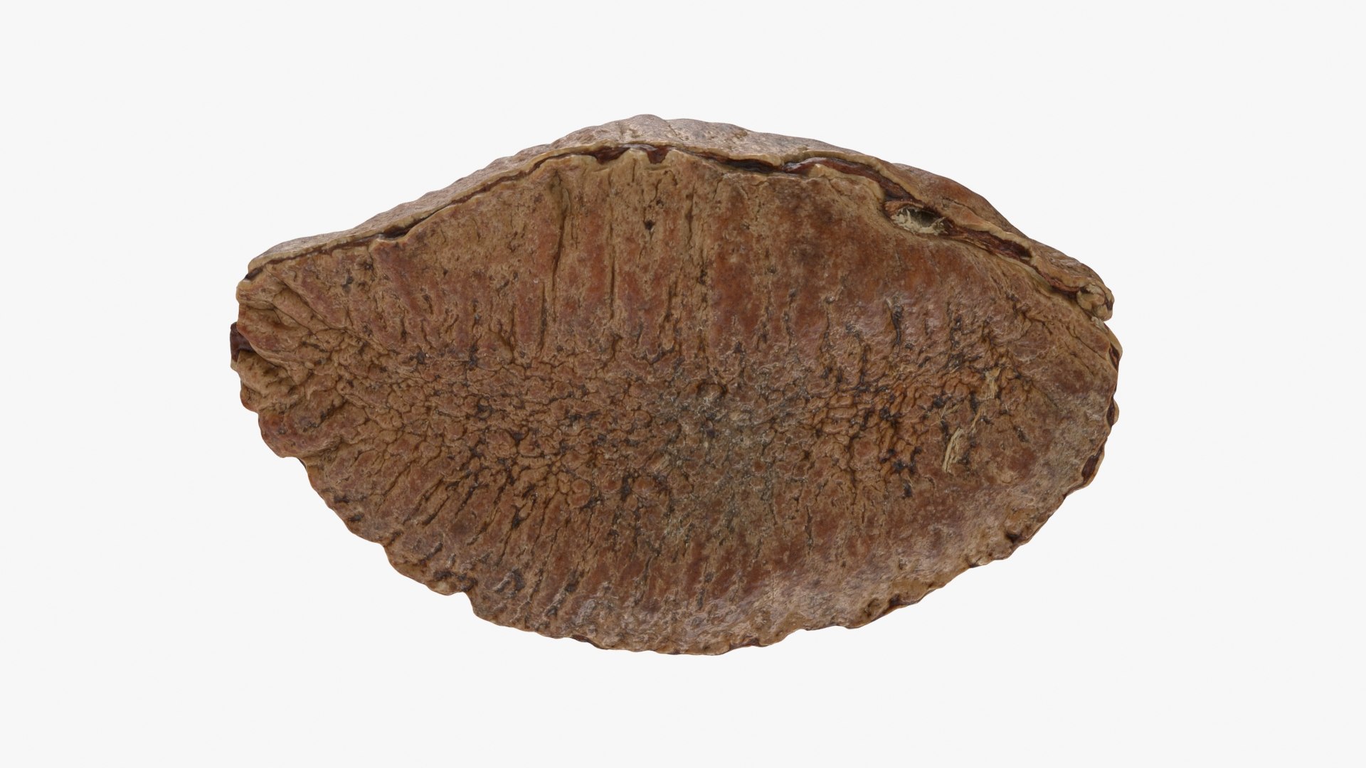 Brazil Nut in Shell 01 model https://p.turbosquid.com/ts-thumb/64/MnBO7q/gO/brazilnutshell01_b0024/jpg/1726656949/1920x1080/fit_q87/9393a1a71525c3ad86ee48d826a78ed650b1da57/brazilnutshell01_b0024.jpg
