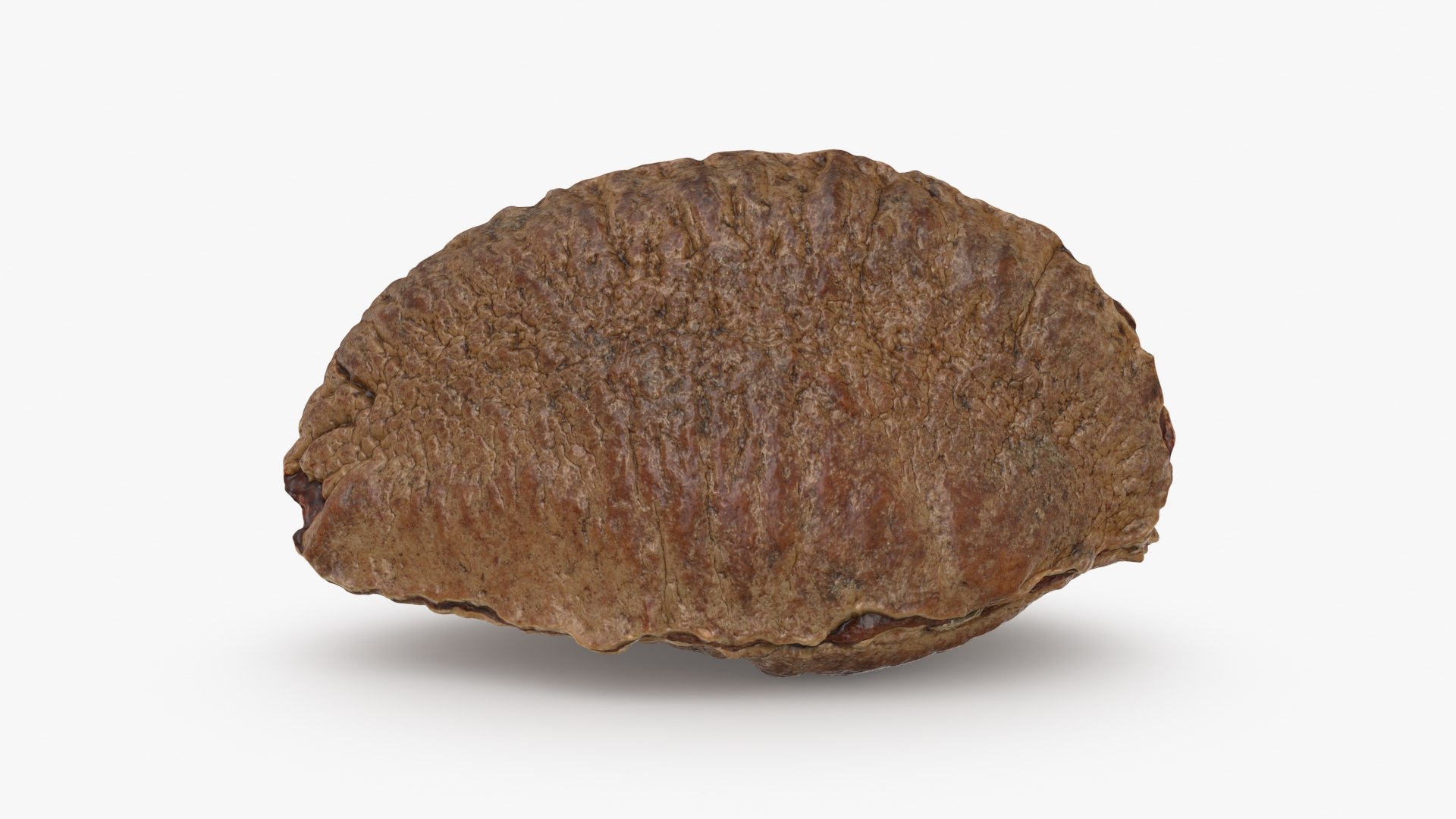 Brazil Nut in Shell 01 model https://p.turbosquid.com/ts-thumb/64/MnBO7q/o4/brazilnutshell01_b0010/jpg/1726656942/1920x1080/fit_q87/434be297566f44a31ad4b79b0ac1c0580ef3fba9/brazilnutshell01_b0010.jpg