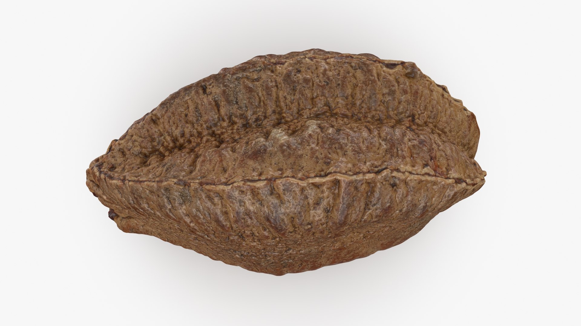 Brazil Nut in Shell 01 model https://p.turbosquid.com/ts-thumb/64/MnBO7q/pJ/brazilnutshell01_b0012/jpg/1726656943/1920x1080/fit_q87/b319104022e8f8cf17685ca18012b6e9eaa8a219/brazilnutshell01_b0012.jpg