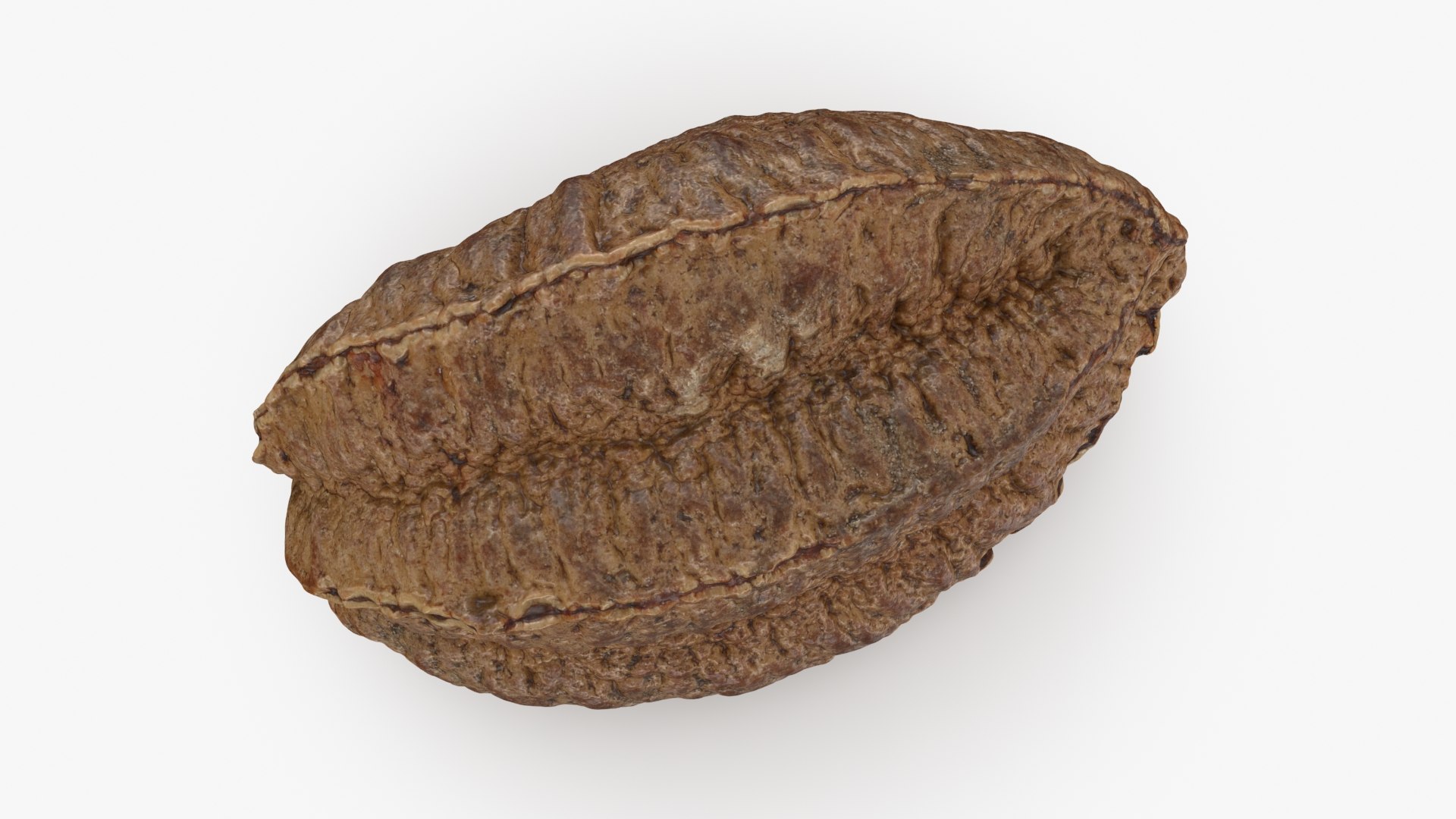 Brazil Nut in Shell 01 model https://p.turbosquid.com/ts-thumb/64/MnBO7q/rc/brazilnutshell01_b0008/jpg/1726656942/1920x1080/fit_q87/49d595c7ebf26e2d2068cb22b4fc654e02360576/brazilnutshell01_b0008.jpg