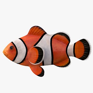 clown fish