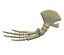 Whale Flipper Shoulder Bones