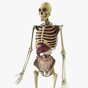Rigged Skeleton with Organs