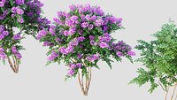 Crape myrtle