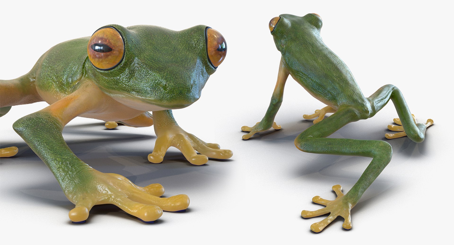 frogs rigged 3D https://p.turbosquid.com/ts-thumb/64/g6OUVs/1IZsSphF/riggedfrogscollection3dmodel012/jpg/1512536163/1920x1080/fit_q87/d497a31840bd09ce89a4b4fb6eb8a73d44d60cd0/riggedfrogscollection3dmodel012.jpg