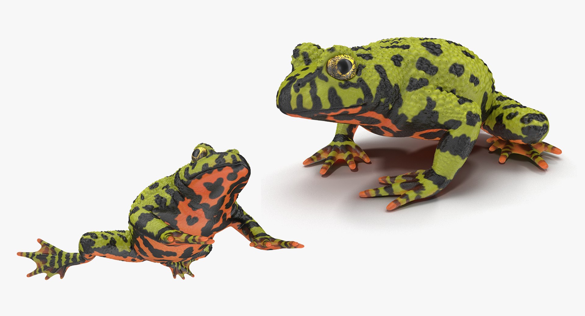 frogs rigged 3D https://p.turbosquid.com/ts-thumb/64/g6OUVs/2zT84QuJ/riggedfrogscollection3dmodel004/jpg/1512536136/1920x1080/fit_q87/690d0bf1eeae8bb0c0d099fcf56c5d5e7d2a1ba1/riggedfrogscollection3dmodel004.jpg