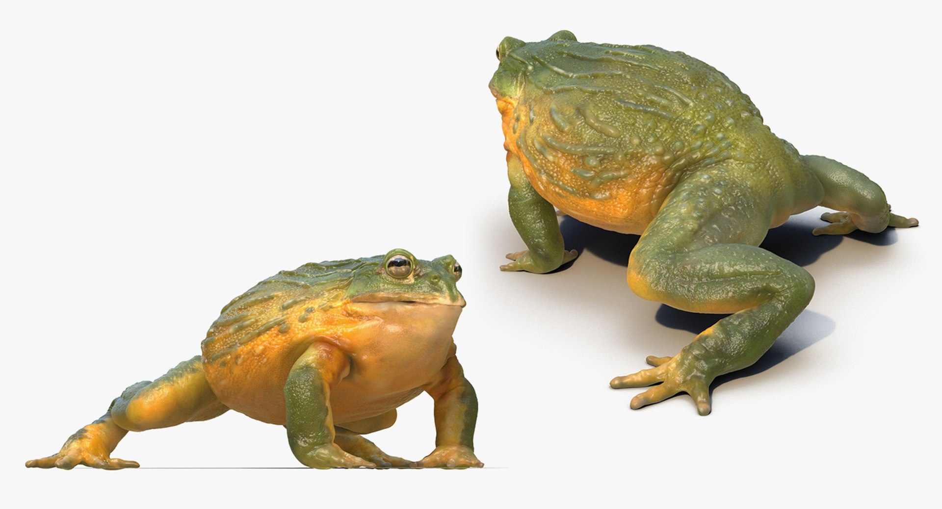 frogs rigged 3D https://p.turbosquid.com/ts-thumb/64/g6OUVs/3tKwjEfI/riggedfrogscollection3dmodel017/jpg/1512536179/1920x1080/fit_q87/fc57d593d99e7d80d75097c7c4c7d5e8cb9efadc/riggedfrogscollection3dmodel017.jpg