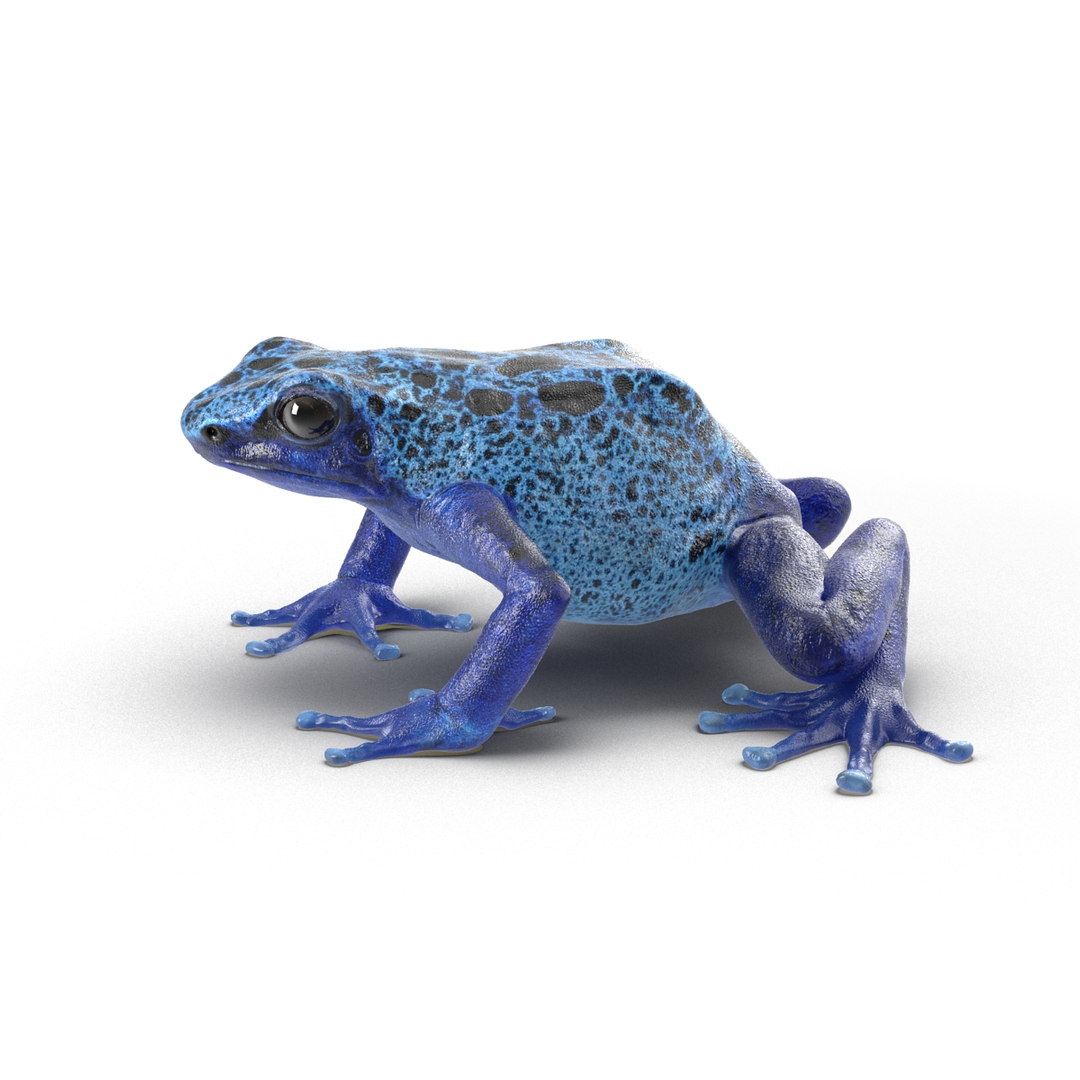 frogs rigged 3D https://p.turbosquid.com/ts-thumb/64/g6OUVs/5CCglUzB/rigged_frogs_collection_376/jpg/1512534175/1920x1080/turn_fit_q99/db2464b9a174545f6b503ac5e8b4a3880f1453d1/rigged_frogs_collection_376-1.jpg