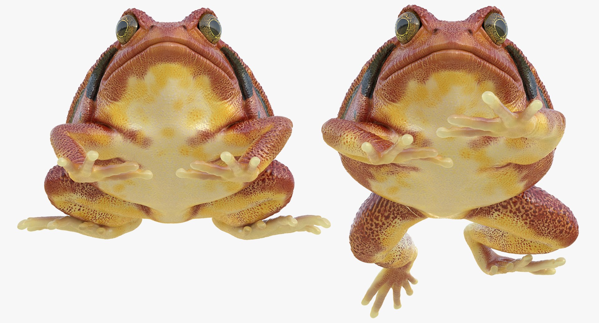 frogs rigged 3D https://p.turbosquid.com/ts-thumb/64/g6OUVs/5OTMdbdL/riggedfrogscollection3dmodel028/jpg/1512536218/1920x1080/fit_q87/413bb4b39a4034c6d8fabdda9832f4e76c505ff5/riggedfrogscollection3dmodel028.jpg