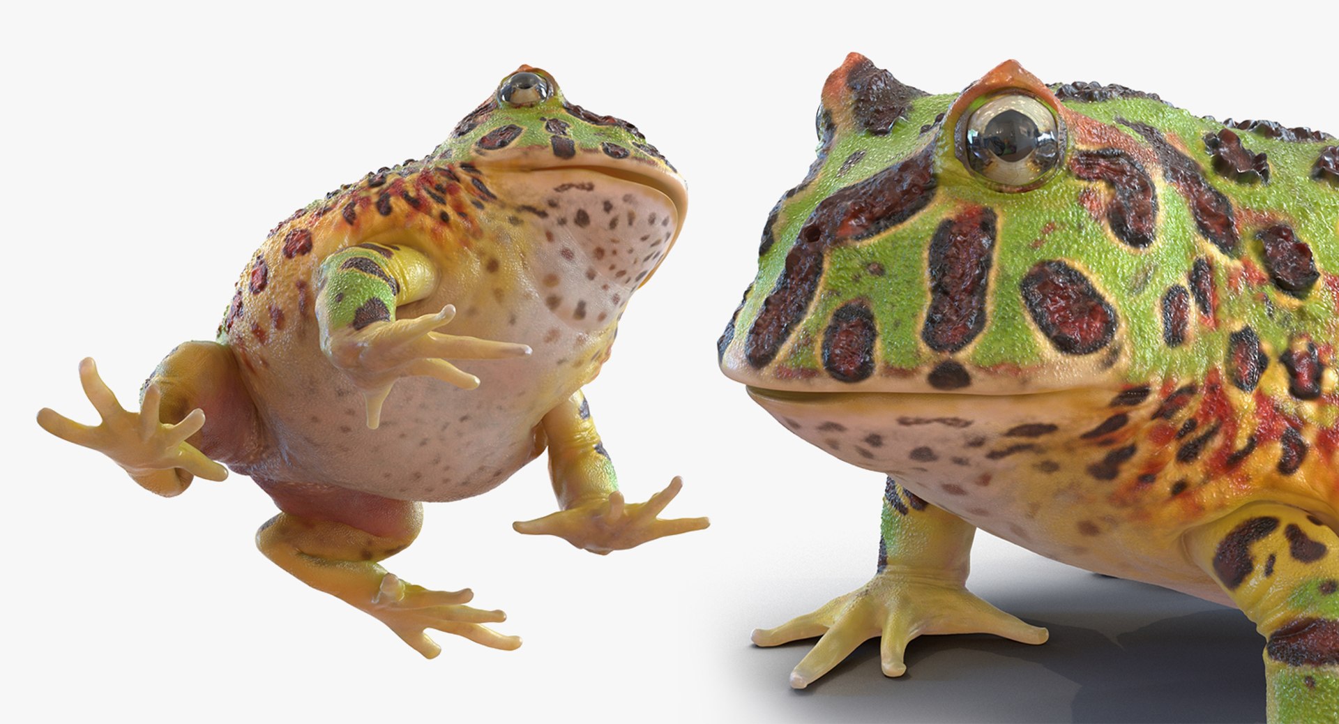 frogs rigged 3D https://p.turbosquid.com/ts-thumb/64/g6OUVs/7jtPmM3r/riggedfrogscollection3dmodel021/jpg/1512536193/1920x1080/fit_q87/fe05e3b37369a85c528c88fcb75fd21d660916d8/riggedfrogscollection3dmodel021.jpg