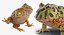 Frogs Rigged Collection for Maya