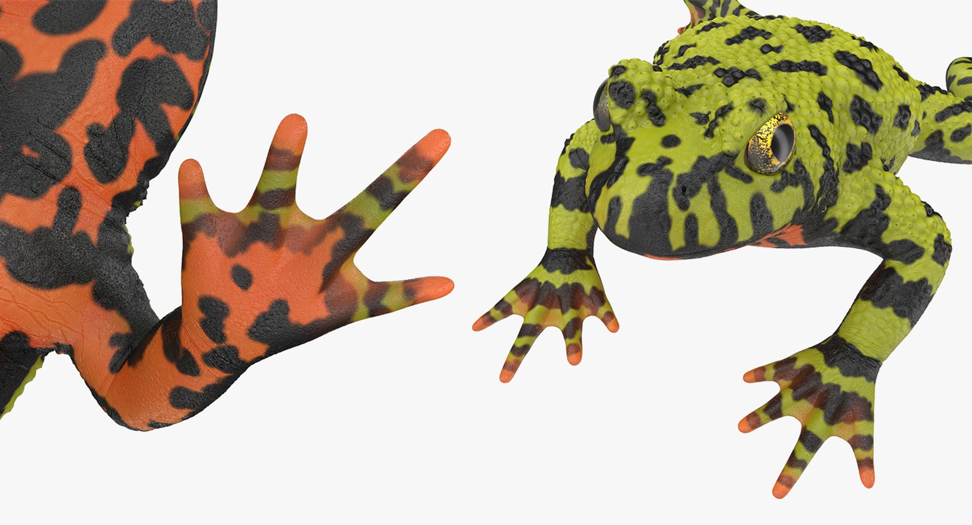 frogs rigged 3D https://p.turbosquid.com/ts-thumb/64/g6OUVs/95sqhy4x/riggedfrogscollection3dmodel006/jpg/1512536142/1920x1080/fit_q87/e500faa6ba031959da314cefbe4c1a47e81269f0/riggedfrogscollection3dmodel006.jpg