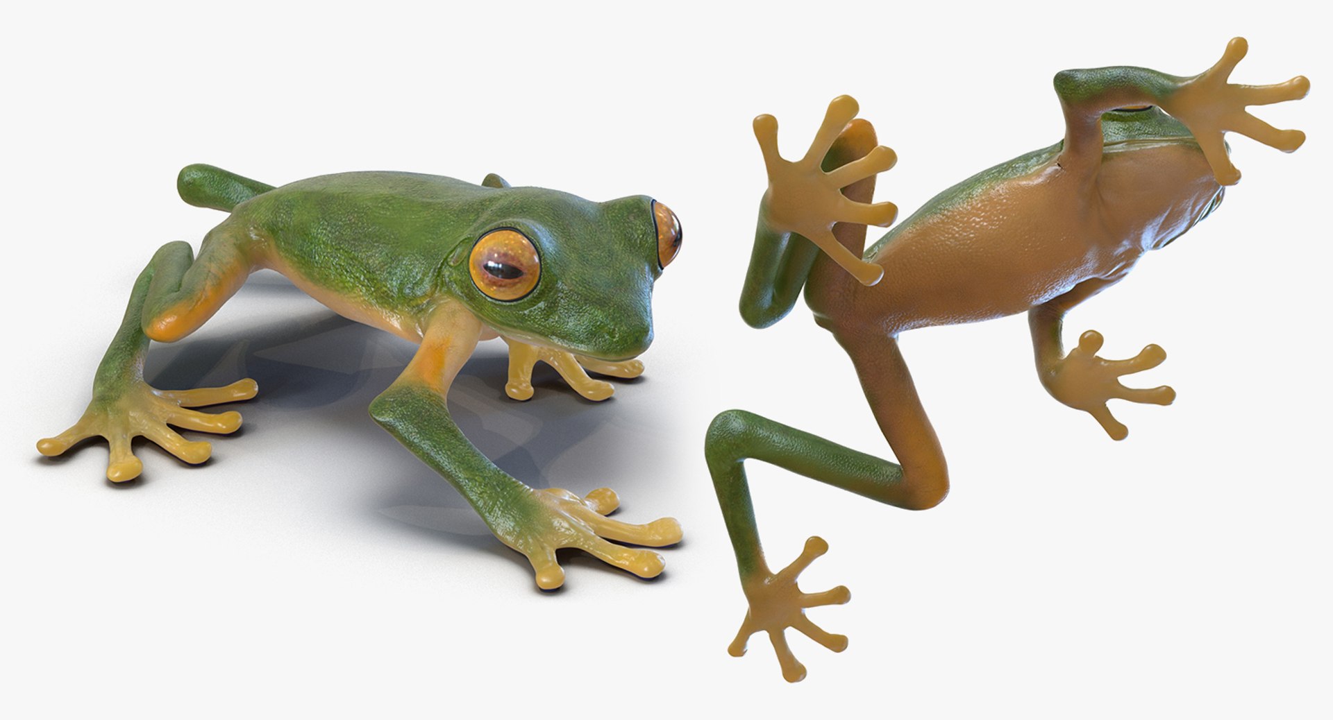 frogs rigged 3D https://p.turbosquid.com/ts-thumb/64/g6OUVs/AdZT8nfp/riggedfrogscollection3dmodel010/jpg/1512536156/1920x1080/fit_q87/0bfa9d214ca0fa5d613033aefd3c2b0c14e24868/riggedfrogscollection3dmodel010.jpg