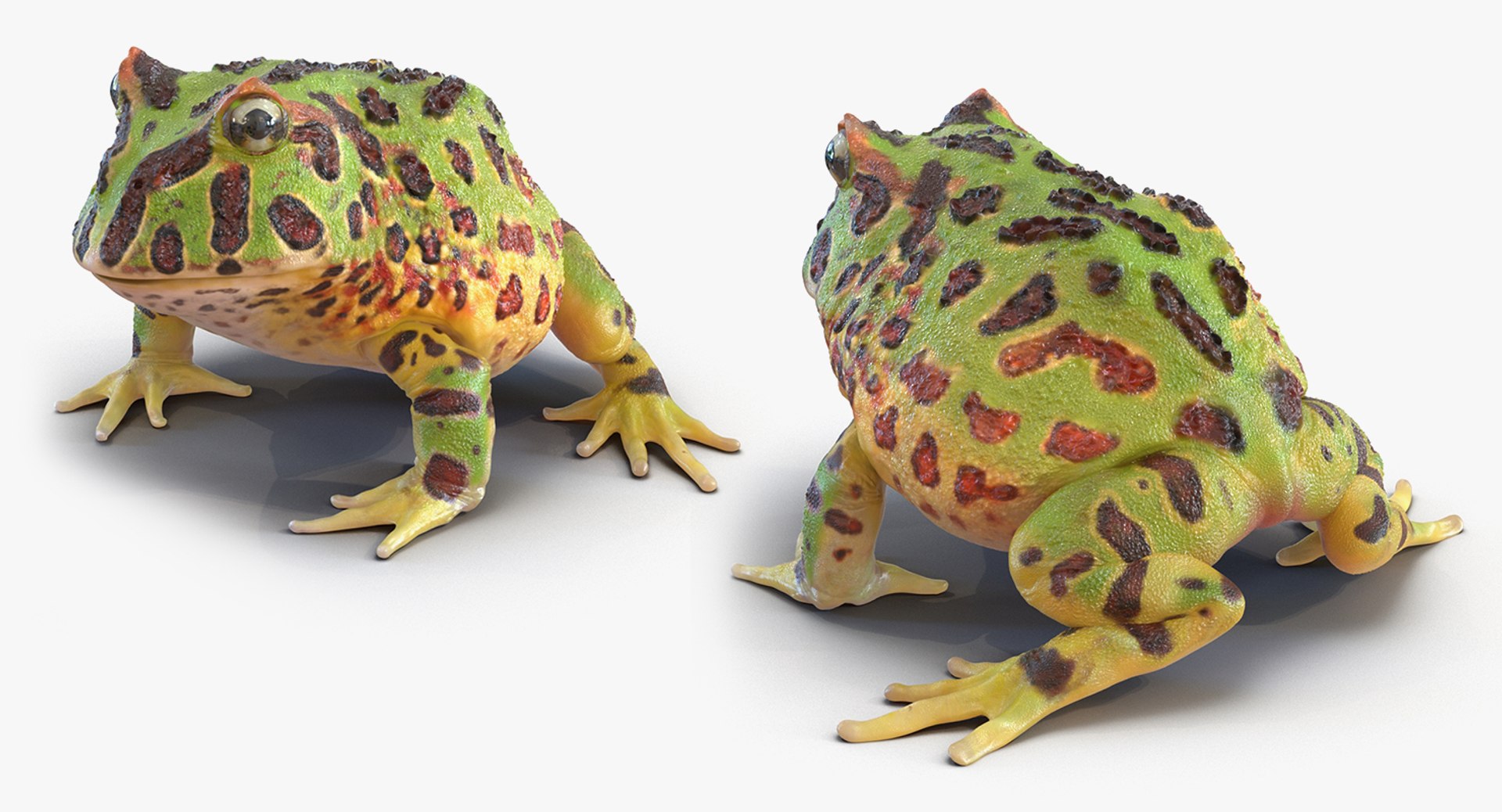 frogs rigged 3D https://p.turbosquid.com/ts-thumb/64/g6OUVs/AeR7IPUB/riggedfrogscollection3dmodel018/jpg/1512536182/1920x1080/fit_q87/405ae628a5afc78c84131b27c91510188b948d62/riggedfrogscollection3dmodel018.jpg