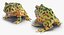 Frogs Rigged Collection for Maya