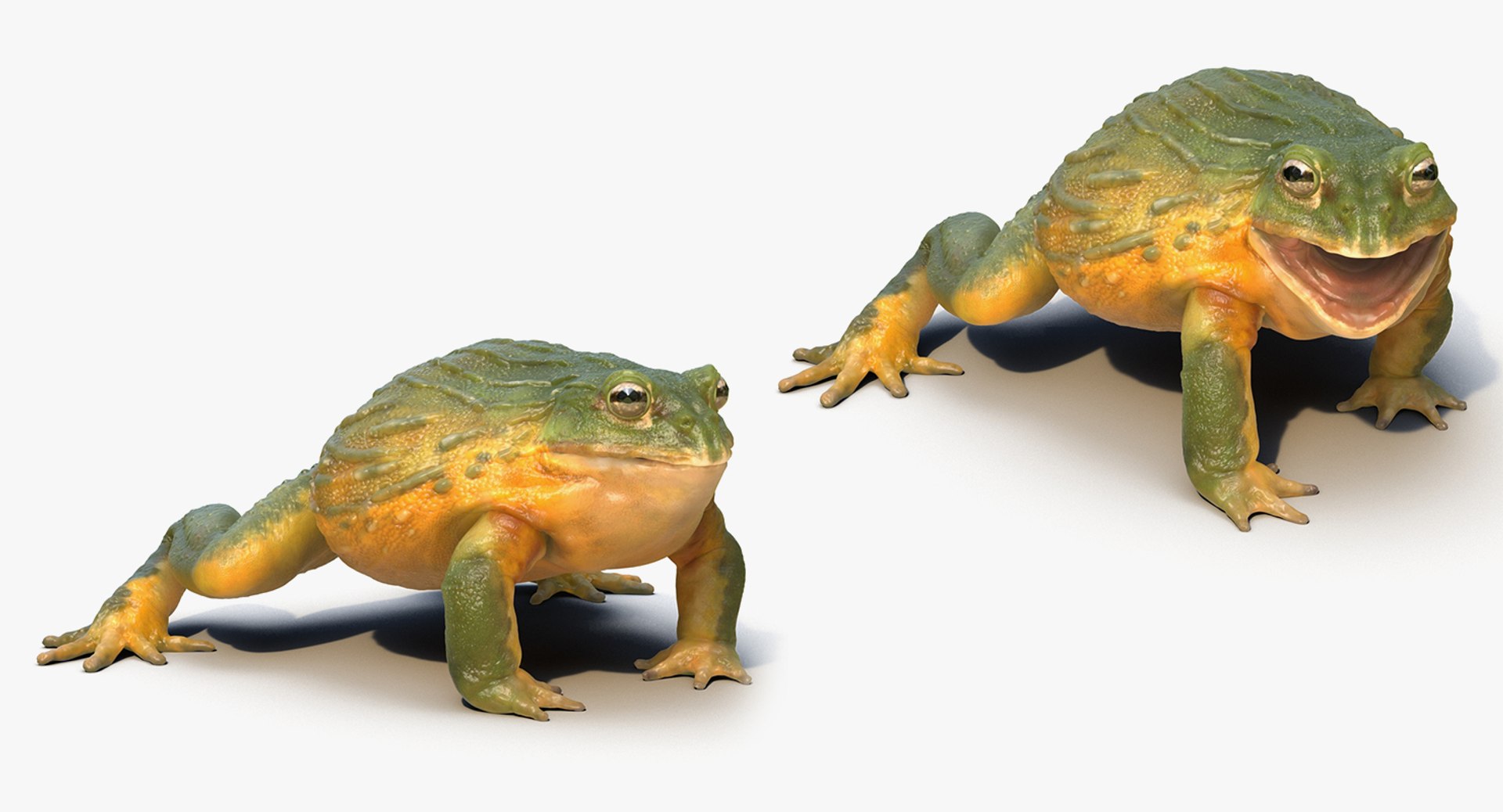 frogs rigged 3D https://p.turbosquid.com/ts-thumb/64/g6OUVs/BAuKM6c1/riggedfrogscollection3dmodel015/jpg/1512536172/1920x1080/fit_q87/d372864e84f61044f376095c80539b872b6008ef/riggedfrogscollection3dmodel015.jpg