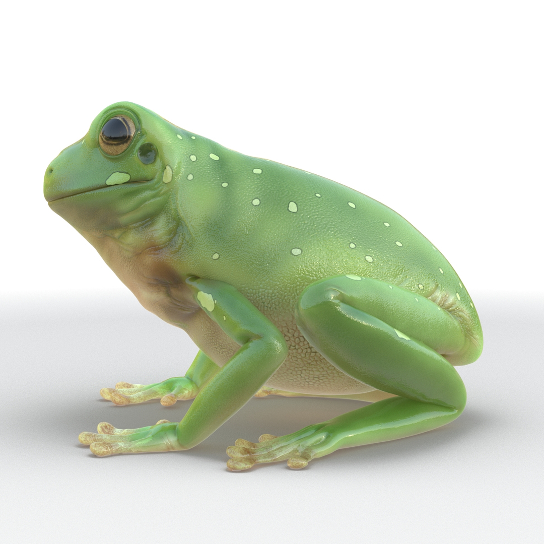 frogs rigged 3D https://p.turbosquid.com/ts-thumb/64/g6OUVs/E34SmA4O/rigged_frogs_collection_388/jpg/1512533714/1920x1080/turn_fit_q99/b9faa8bacf0049cbeb896cddfd5a37e39653d823/rigged_frogs_collection_388-1.jpg