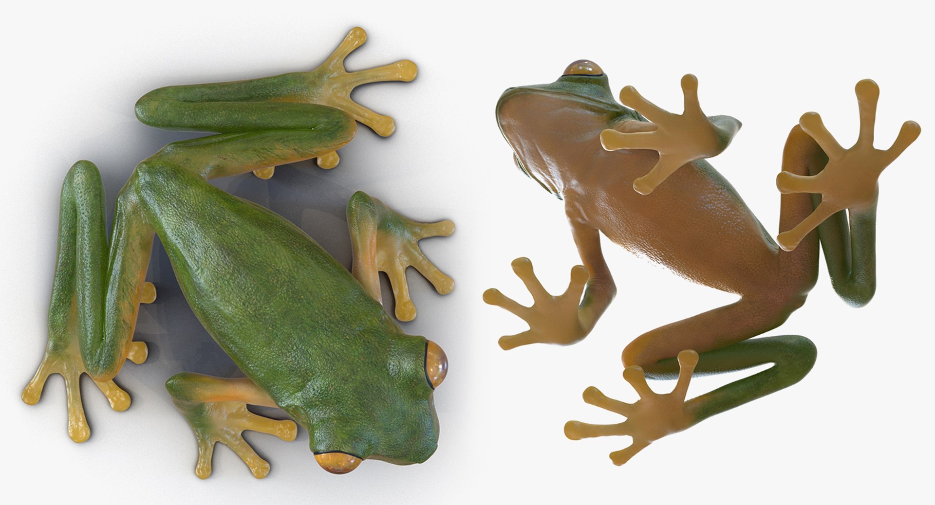frogs rigged 3D https://p.turbosquid.com/ts-thumb/64/g6OUVs/Ezu5Tt7Y/riggedfrogscollection3dmodel013/jpg/1512536166/1920x1080/fit_q87/b8c209c46c850e6e6874b35e09eda0d4447eaedc/riggedfrogscollection3dmodel013.jpg