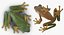 Frogs Rigged Collection for Maya