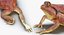 Frogs Rigged Collection for Maya