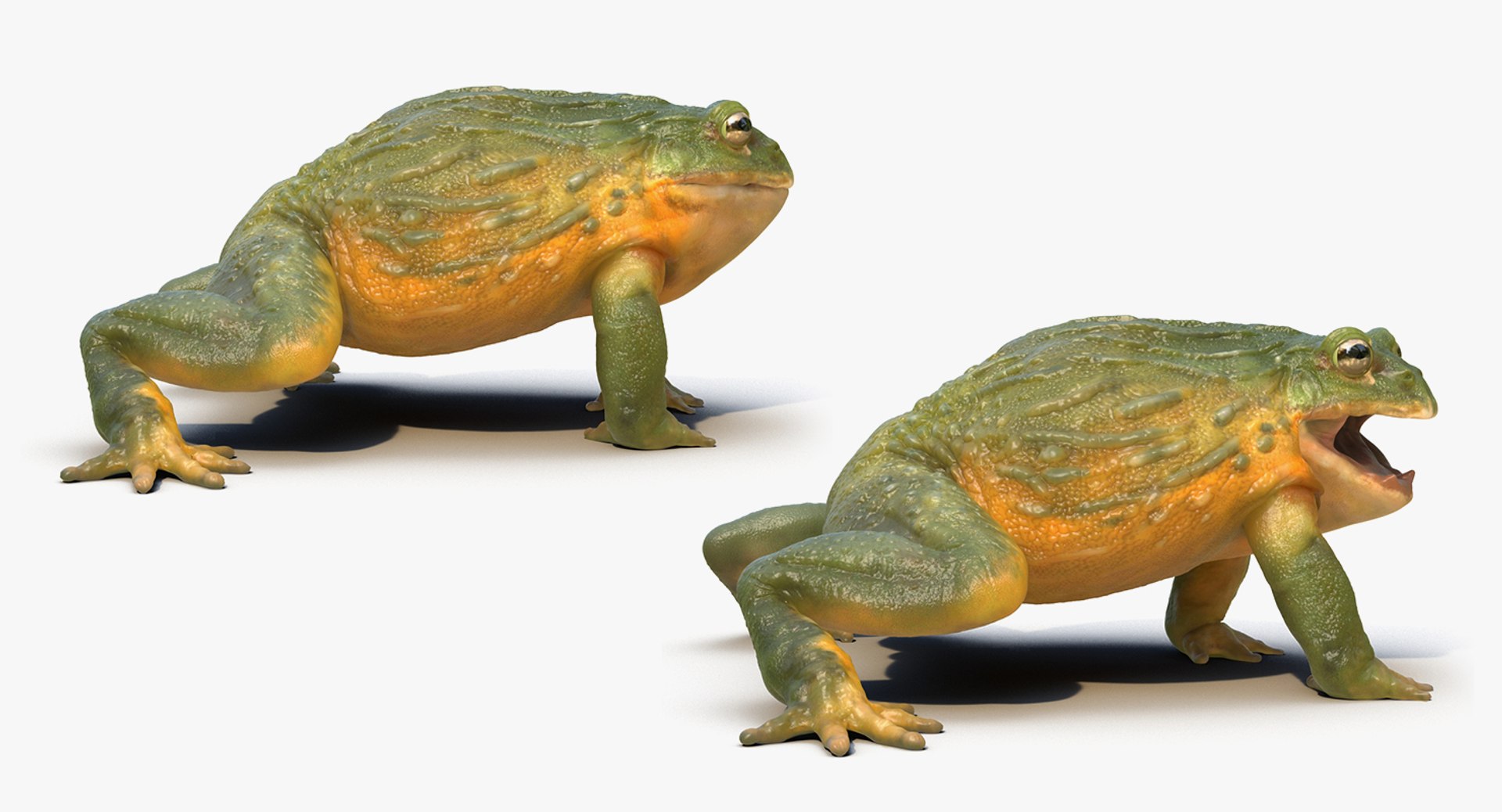 frogs rigged 3D https://p.turbosquid.com/ts-thumb/64/g6OUVs/JHByHxqJ/riggedfrogscollection3dmodel016/jpg/1512536176/1920x1080/fit_q87/6685e34dca354bea252f06ca23d10bcb645f464b/riggedfrogscollection3dmodel016.jpg