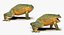 Frogs Rigged Collection for Maya