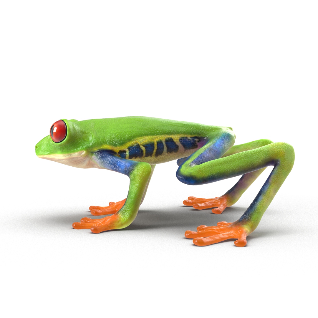 frogs rigged 3D https://p.turbosquid.com/ts-thumb/64/g6OUVs/JPEzN3Hh/rigged_frogs_collection_384/jpg/1512531007/1920x1080/turn_fit_q99/aadf75c7e9959427b681144b19bc05c45ed43b94/rigged_frogs_collection_384-1.jpg