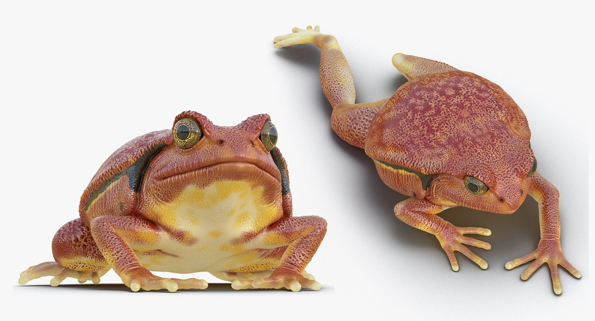 frogs rigged 3D https://p.turbosquid.com/ts-thumb/64/g6OUVs/LylsGYIg/riggedfrogscollection3dmodel027/jpg/1512536214/1920x1080/fit_q87/04166f5b6400b22a36ecea016e5c8477b5a3533f/riggedfrogscollection3dmodel027.jpg
