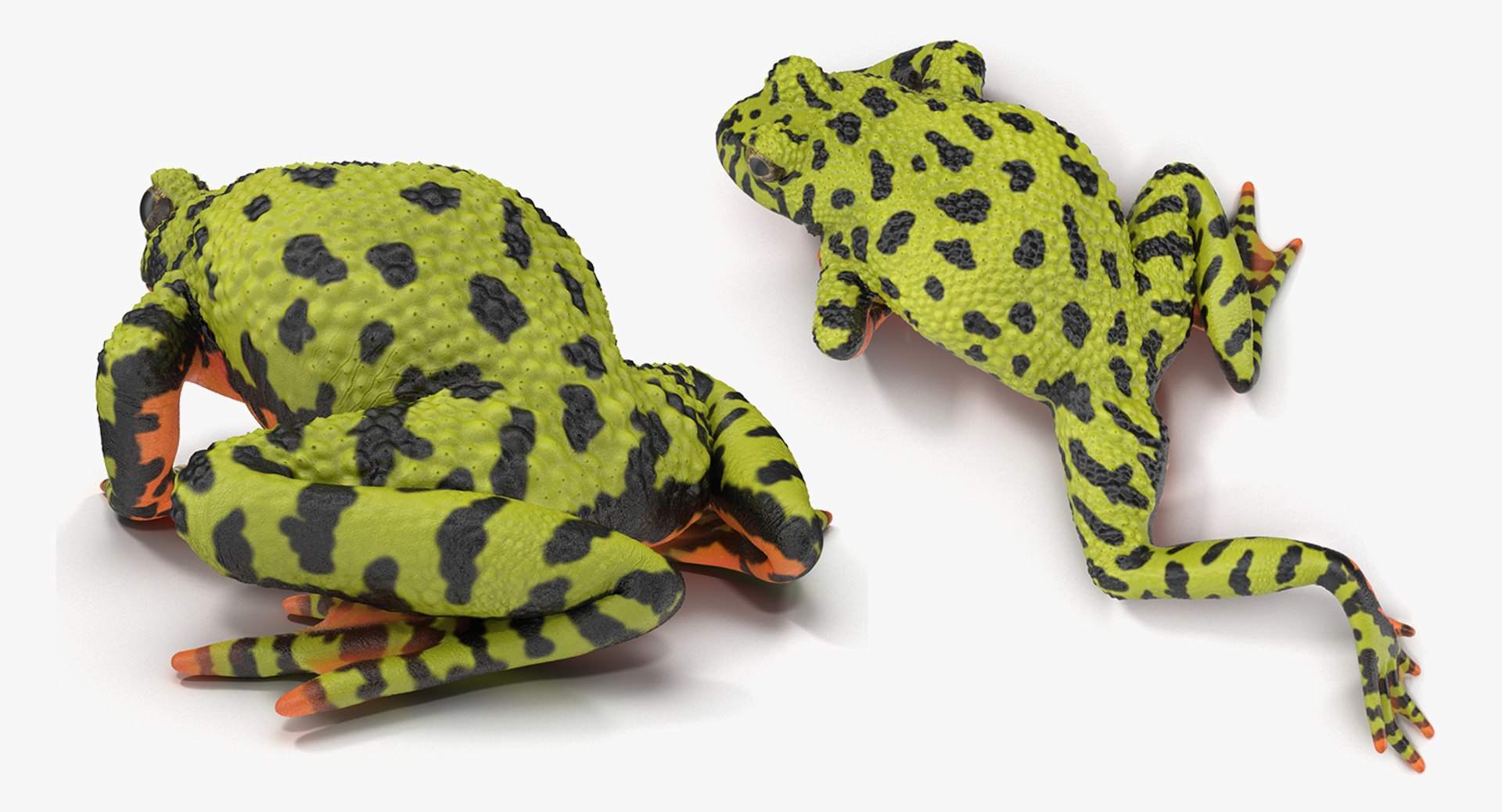 frogs rigged 3D https://p.turbosquid.com/ts-thumb/64/g6OUVs/RdnNy4cT/riggedfrogscollection3dmodel005/jpg/1512536139/1920x1080/fit_q87/850f343136eb499269d56dd4d37d1da18687f151/riggedfrogscollection3dmodel005.jpg