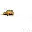 Frogs Rigged Collection for Maya