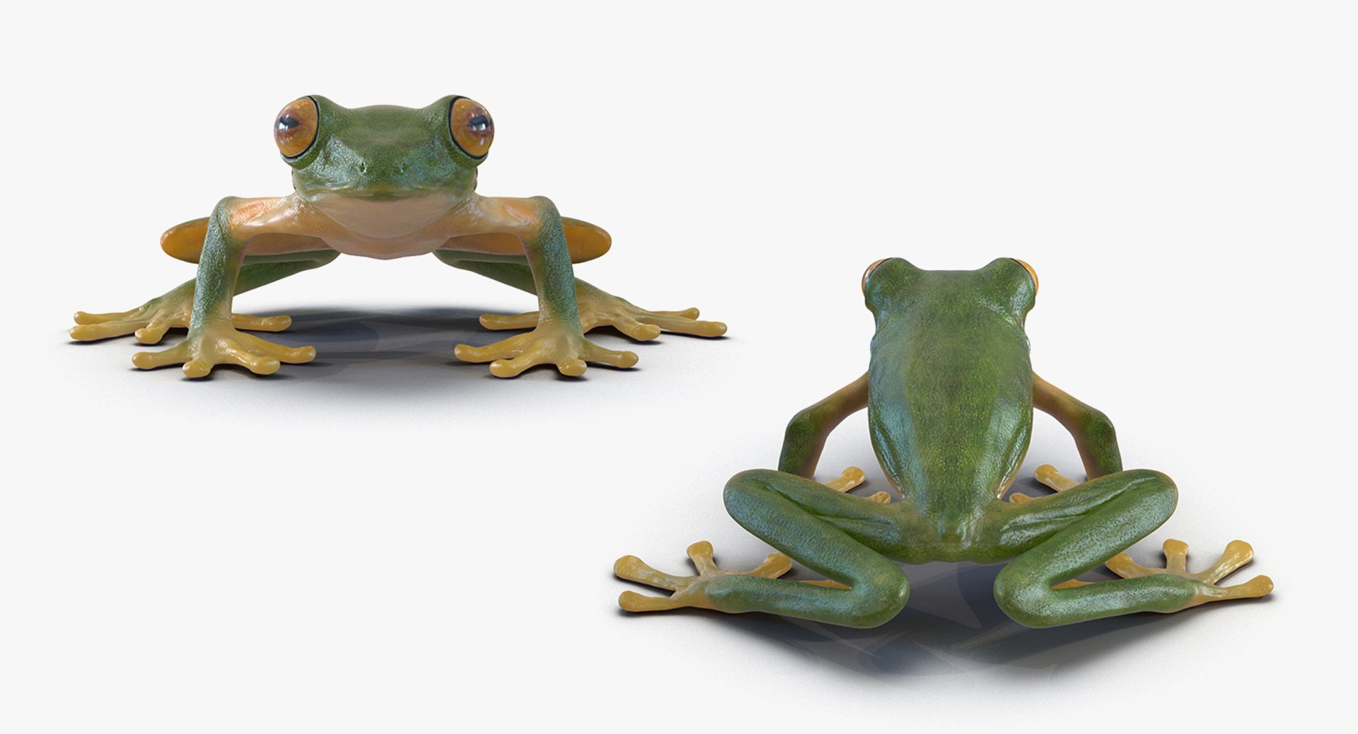 frogs rigged 3D https://p.turbosquid.com/ts-thumb/64/g6OUVs/YuUECA4i/riggedfrogscollection3dmodel009/jpg/1512536153/1920x1080/fit_q87/9125d615fe9f7f4e5720c3ca3e44709b1b31c443/riggedfrogscollection3dmodel009.jpg
