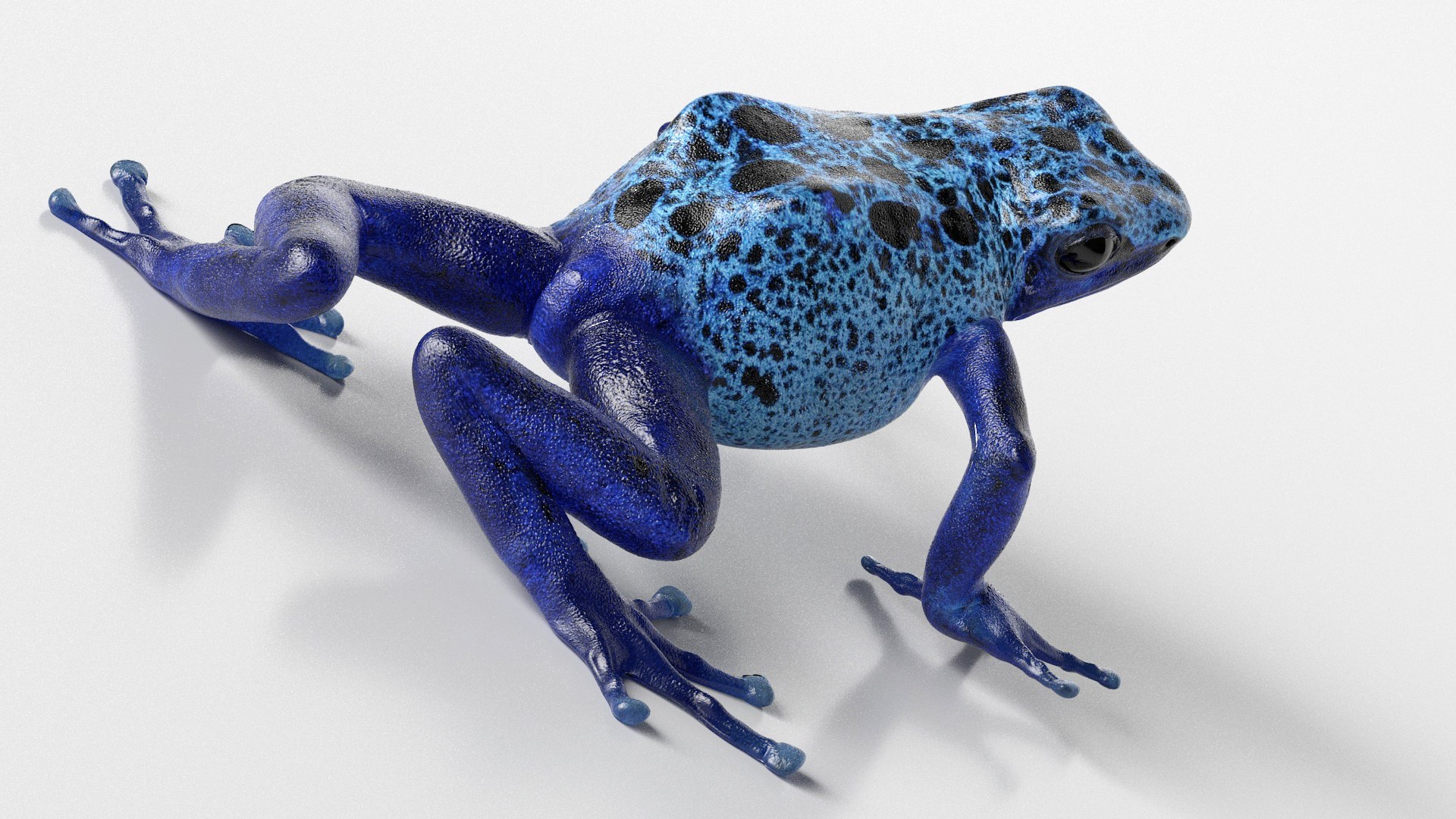 frogs rigged 3D https://p.turbosquid.com/ts-thumb/64/g6OUVs/aM/realistic_poison_dart_frog_rigged_007/jpg/1779947297/1920x1080/fit_q87/3320a303dfa6a46d5ce526eca9114a99bcfcc52c/realistic_poison_dart_frog_rigged_007.jpg