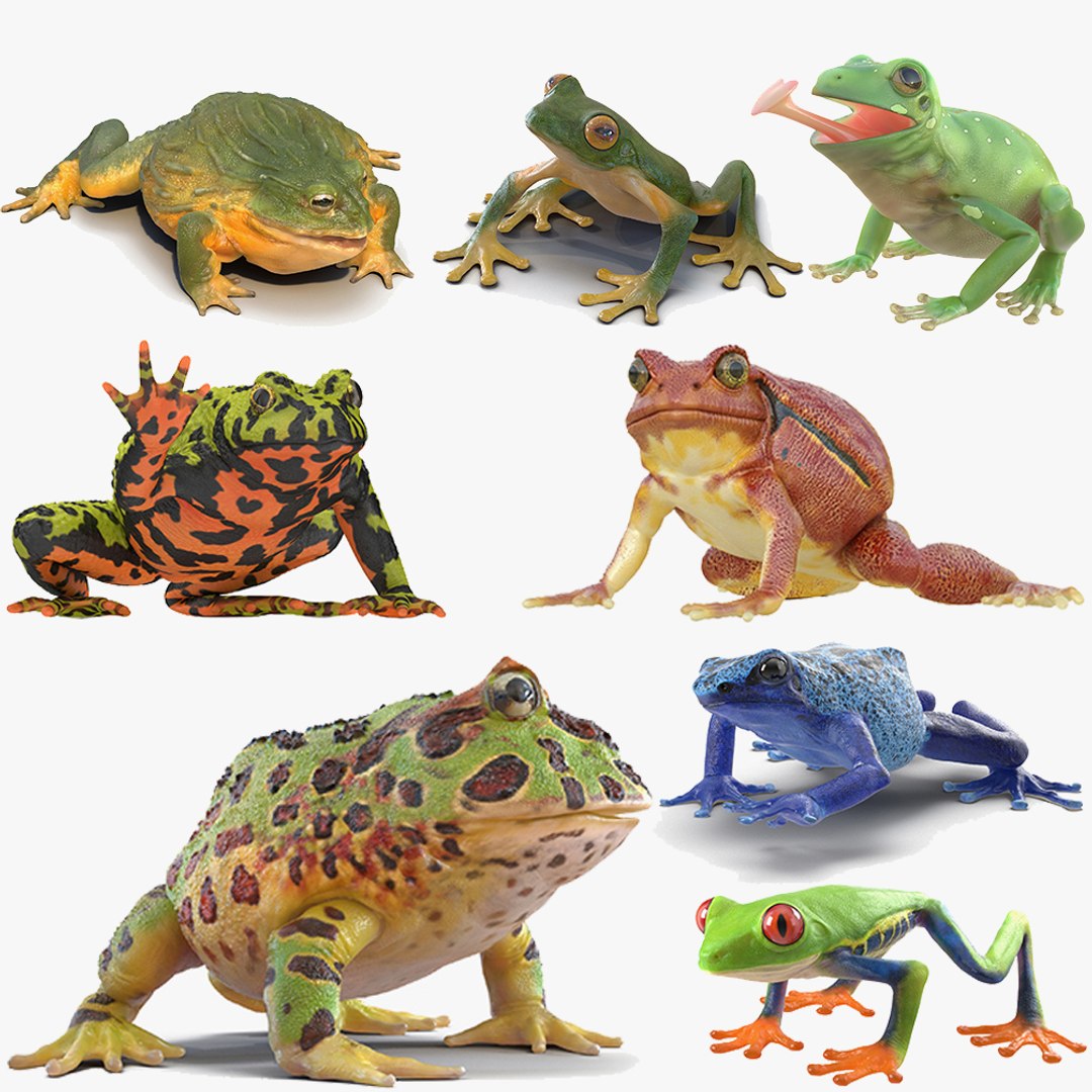 frogs rigged 3D https://p.turbosquid.com/ts-thumb/64/g6OUVs/eahDGWL8/frogs_rigged_collection_for_maya_mb_01/jpg/1584001775/1920x1080/fit_q87/08684e49752381f748b2e43c7fe4b9d321008afc/frogs_rigged_collection_for_maya_mb_01.jpg