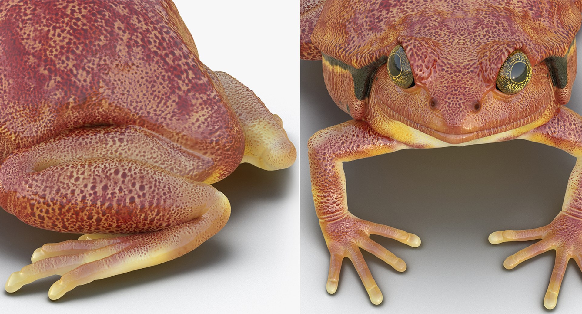 frogs rigged 3D https://p.turbosquid.com/ts-thumb/64/g6OUVs/hJR3k8Ls/riggedfrogscollection3dmodel030/jpg/1512536225/1920x1080/fit_q87/5fdc6bde56ec0d8251f0ad02bbe04cd2e7b8aead/riggedfrogscollection3dmodel030.jpg