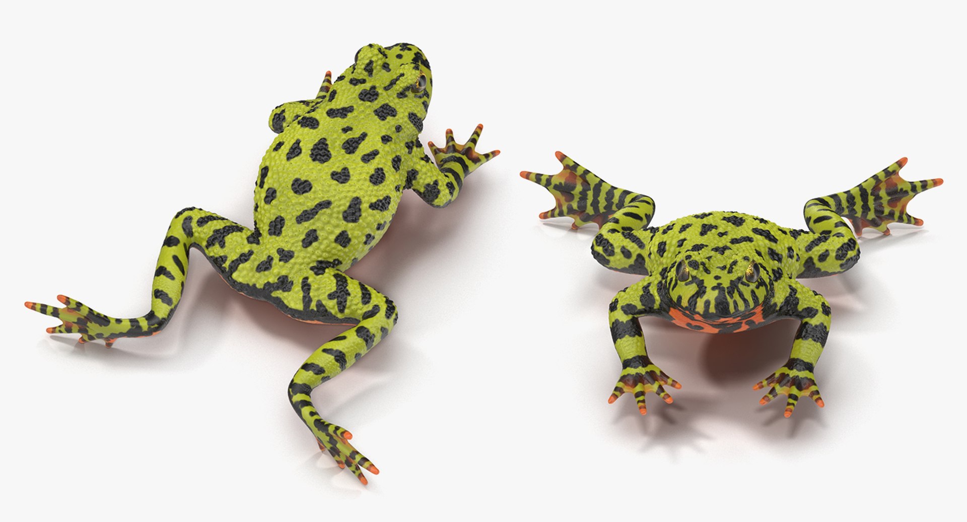 frogs rigged 3D https://p.turbosquid.com/ts-thumb/64/g6OUVs/kYzQF1OQ/riggedfrogscollection3dmodel003/jpg/1512536131/1920x1080/fit_q87/3ed82821779e150d1855121da0759d7cf41ee503/riggedfrogscollection3dmodel003.jpg