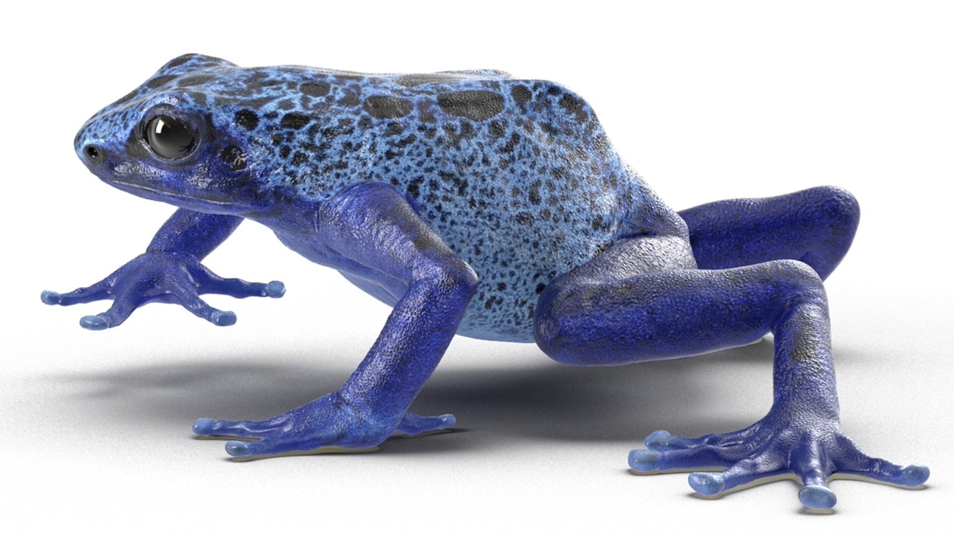 frogs rigged 3D https://p.turbosquid.com/ts-thumb/64/g6OUVs/km/realistic_poison_dart_frog_rigged_010/jpg/1779947294/1920x1080/fit_q87/f27d3f92fbba8b6a171be6ef4a08cf3119eb29ff/realistic_poison_dart_frog_rigged_010.jpg