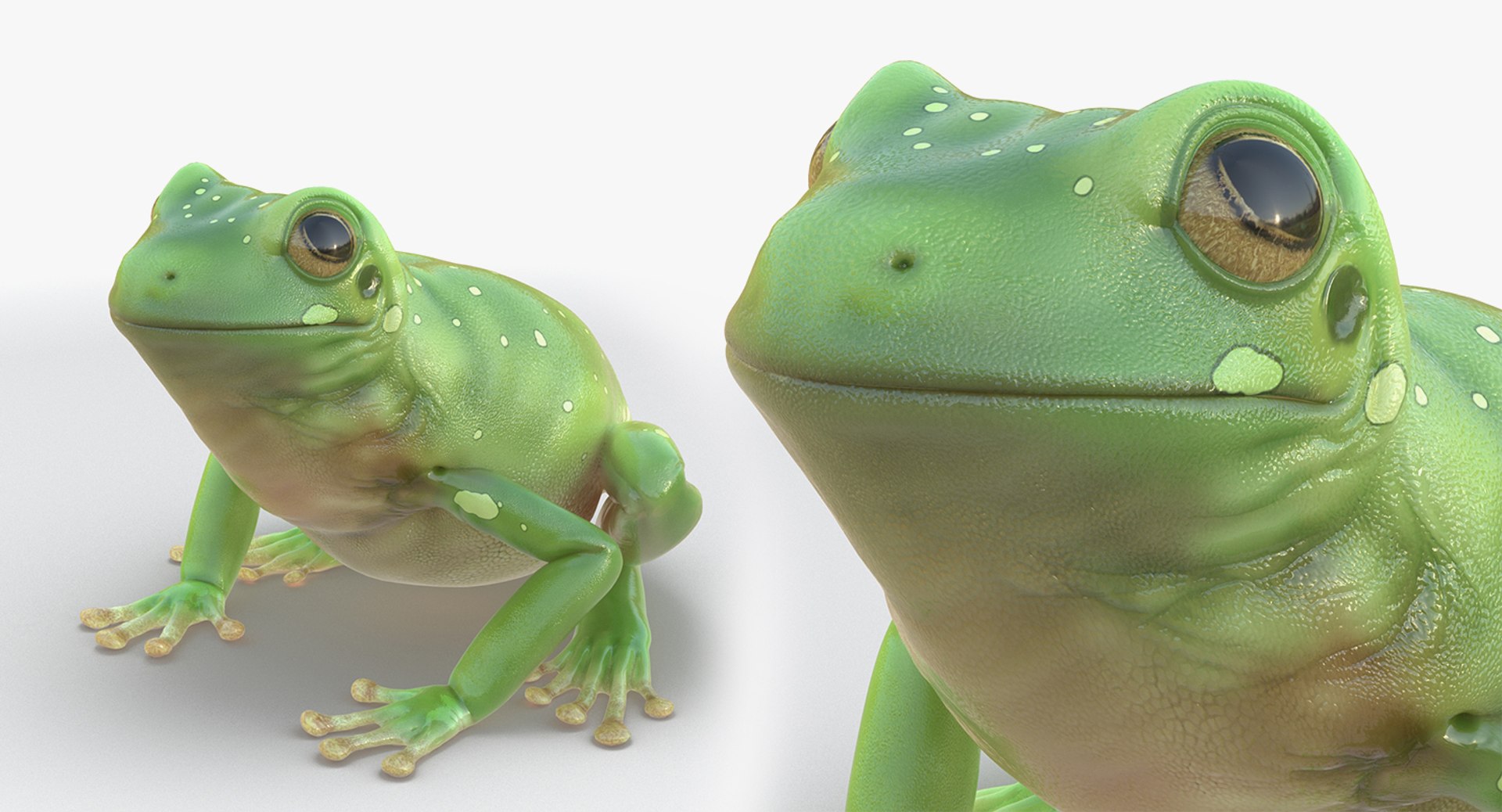 frogs rigged 3D https://p.turbosquid.com/ts-thumb/64/g6OUVs/ofQ82Kbw/riggedfrogscollection3dmodel035/jpg/1512536243/1920x1080/fit_q87/2abb36954af3942054f18cd19c8189499280f3ef/riggedfrogscollection3dmodel035.jpg