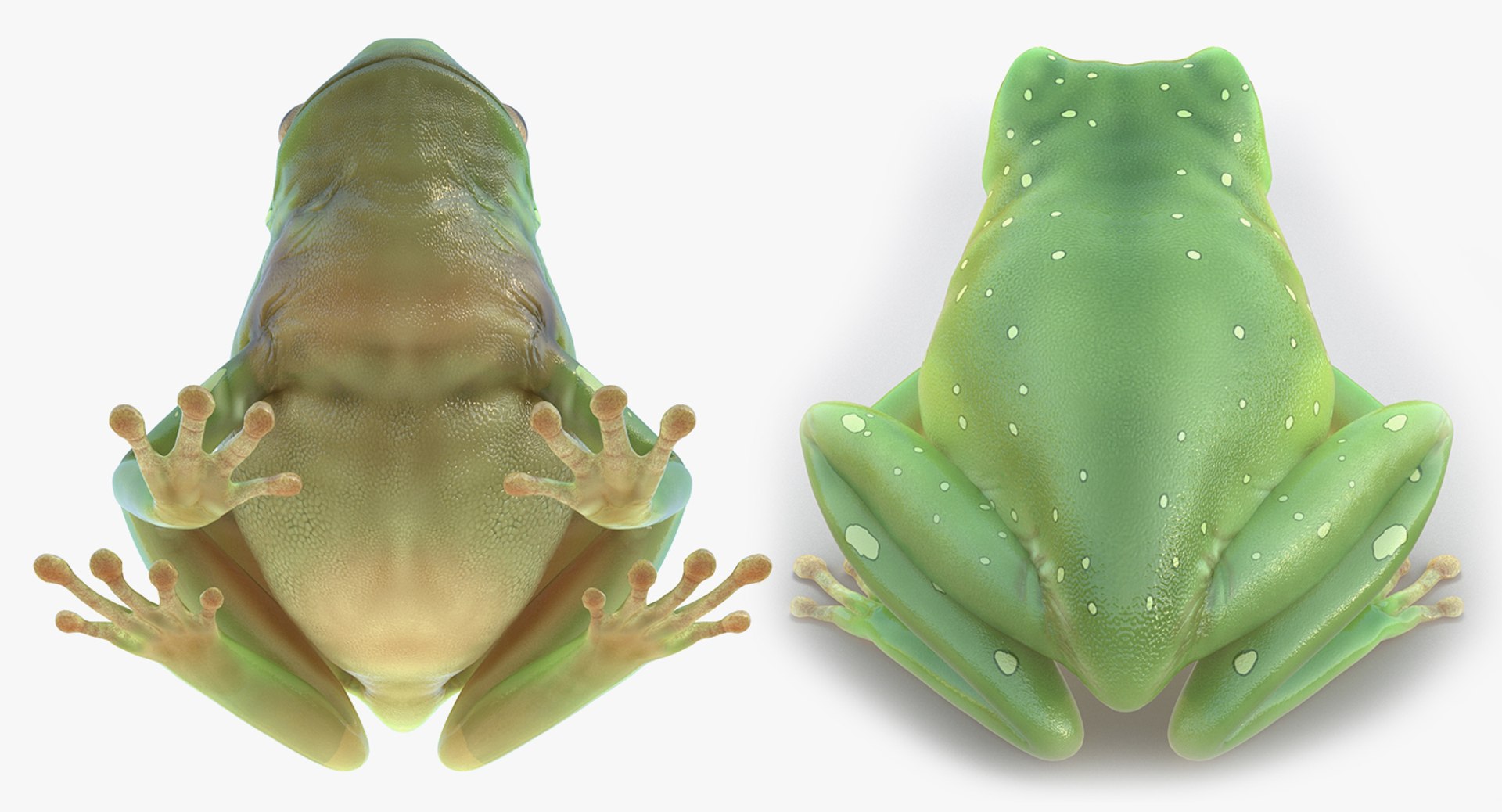 frogs rigged 3D https://p.turbosquid.com/ts-thumb/64/g6OUVs/pFtEKlVf/riggedfrogscollection3dmodel039/jpg/1512536258/1920x1080/fit_q87/6f5b4f2827f51fd34da4f9c4cb407a2308a900d1/riggedfrogscollection3dmodel039.jpg
