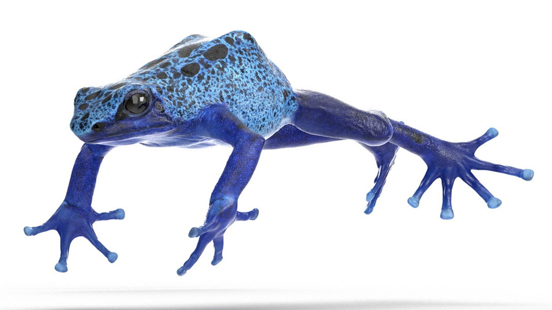 frogs rigged 3D https://p.turbosquid.com/ts-thumb/64/g6OUVs/rI/realistic_poison_dart_frog_rigged_002/jpg/1779947296/1920x1080/fit_q87/3587155391075ad1109d43664d98c7fde85e9708/realistic_poison_dart_frog_rigged_002.jpg