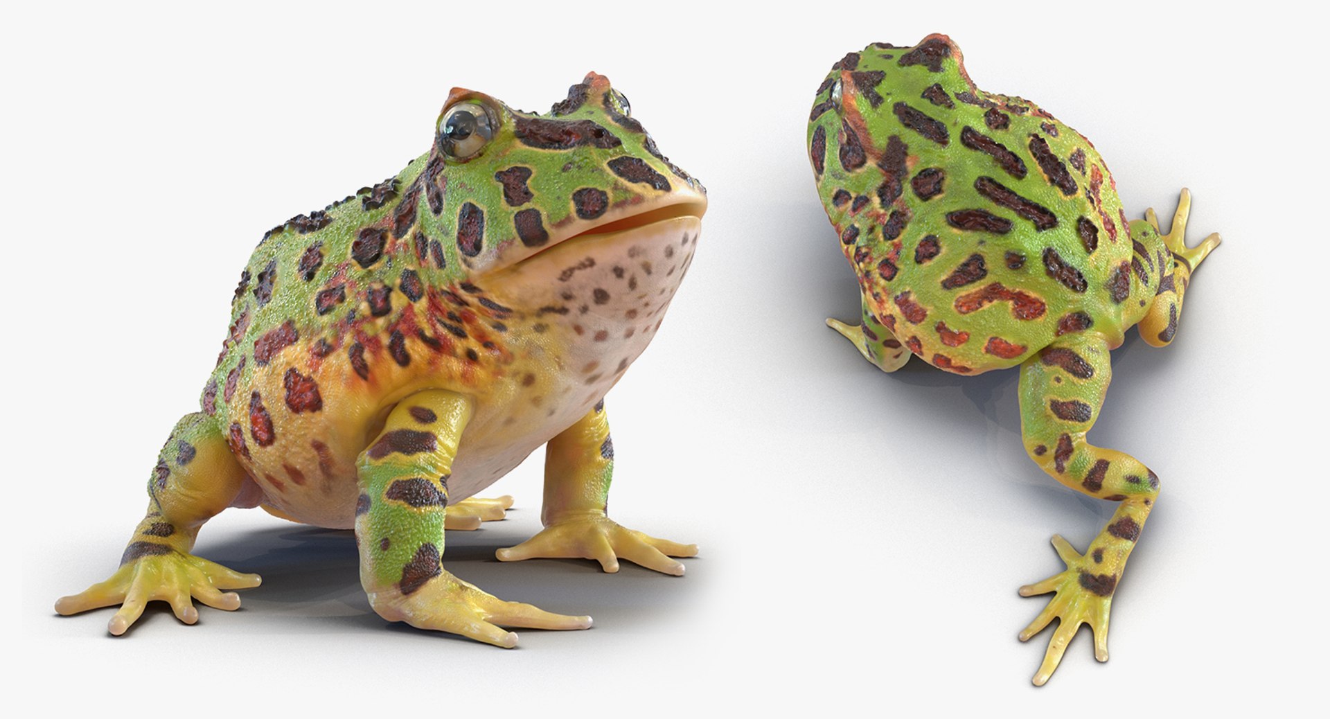frogs rigged 3D https://p.turbosquid.com/ts-thumb/64/g6OUVs/rKDWjInZ/riggedfrogscollection3dmodel019/jpg/1512536185/1920x1080/fit_q87/2713ba2e504e9093a6eb3a60f8d91183292773ea/riggedfrogscollection3dmodel019.jpg