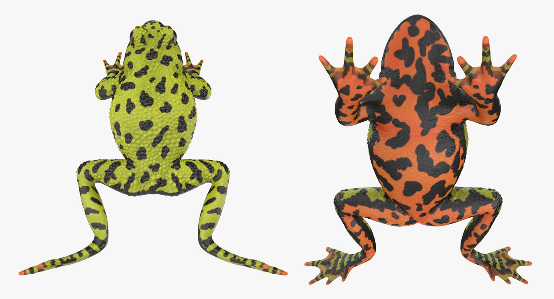 frogs rigged 3D https://p.turbosquid.com/ts-thumb/64/g6OUVs/s3ibOp9w/riggedfrogscollection3dmodel007/jpg/1512536145/1920x1080/fit_q87/67b35a8190bc4072b2b53b2a3f61fb05e13e9ad0/riggedfrogscollection3dmodel007.jpg